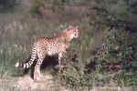 Cub standing - Click to enlarge