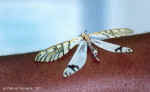 Dragonfly at CCF, Namibia