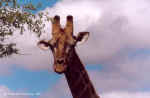 Giraffe close up in Etosha, Namibia