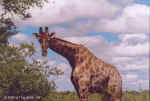 What do you want?  - Giraffe in Etosha, Namibia
