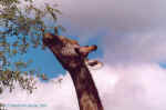 Hungry giraffe in Etosha, Namibia
