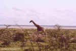 Run, giraffe, run!  - Etosha, Namibia