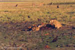 Lioness guarding kill from vultures - Chobe, Botswana