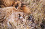 Resting lion - Moremi, Botswana