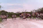 Right of pass? - Oryx in Etosha, Namibia
