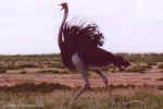 A mad male ostrich in Etosha, Namibia
