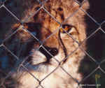 "Longing".  Peggy, an orphan cub - Click to enlarge