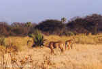 A rare sight:  roan antelopes in Moremi, Botswana