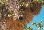Sociable weaver in nest - Etosha, Namibia