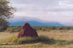 Termite mount with Waterberg Plateau at CCF, Namibia