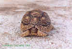 Leopard tortoise in need of help - Click to enlarge