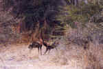 Wild dogs -- Submission?.  Gomoti, Botswana