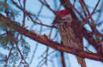 Cardinal woodpecker - CCF Namibia