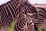 Zebra foal and mom in Etosha, Namibia
