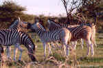 Zebras frolicking at sunset in Etosha, Namibia