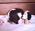 English Springer Spaniel puppy