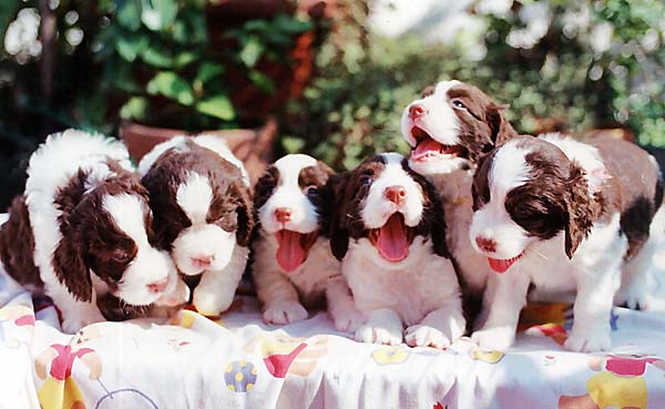 English Springer Spaniel puppies