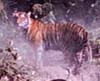 Nepal March 2001- trekking Annapurna, tigers in Bardia National Park & rafting the Karnali river