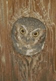 free owl clip art