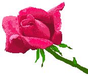 Uma rosa com lagrima, leia texto da LILI