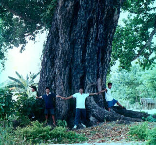 Calophyllum inophyllum