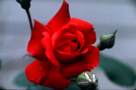 Red Rose with dew