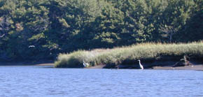 Heron along the Mousam River in Kennebunk, ME.