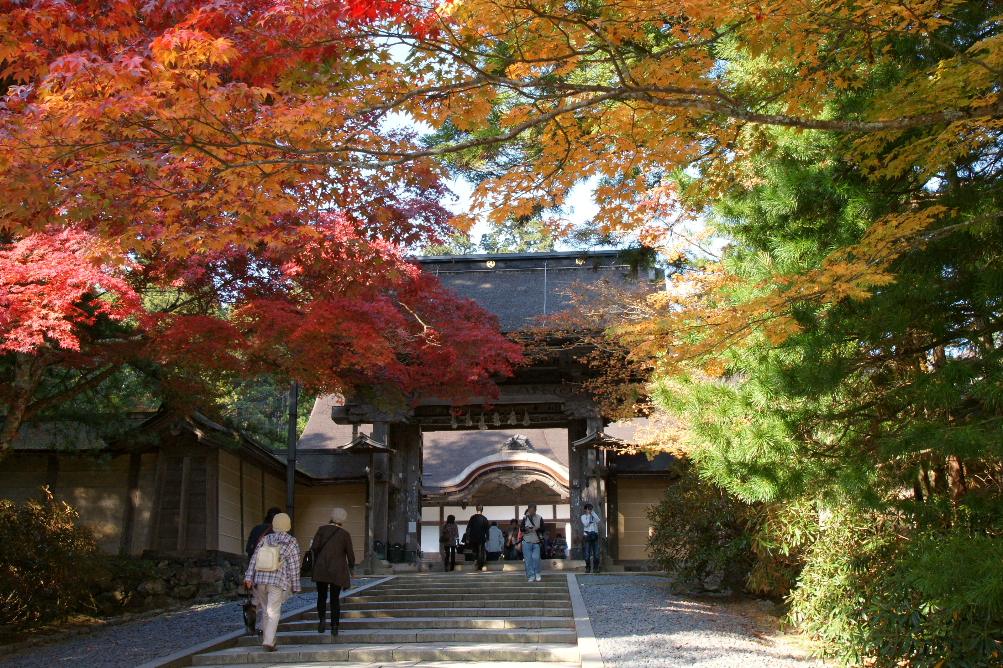 autumn maple leaves