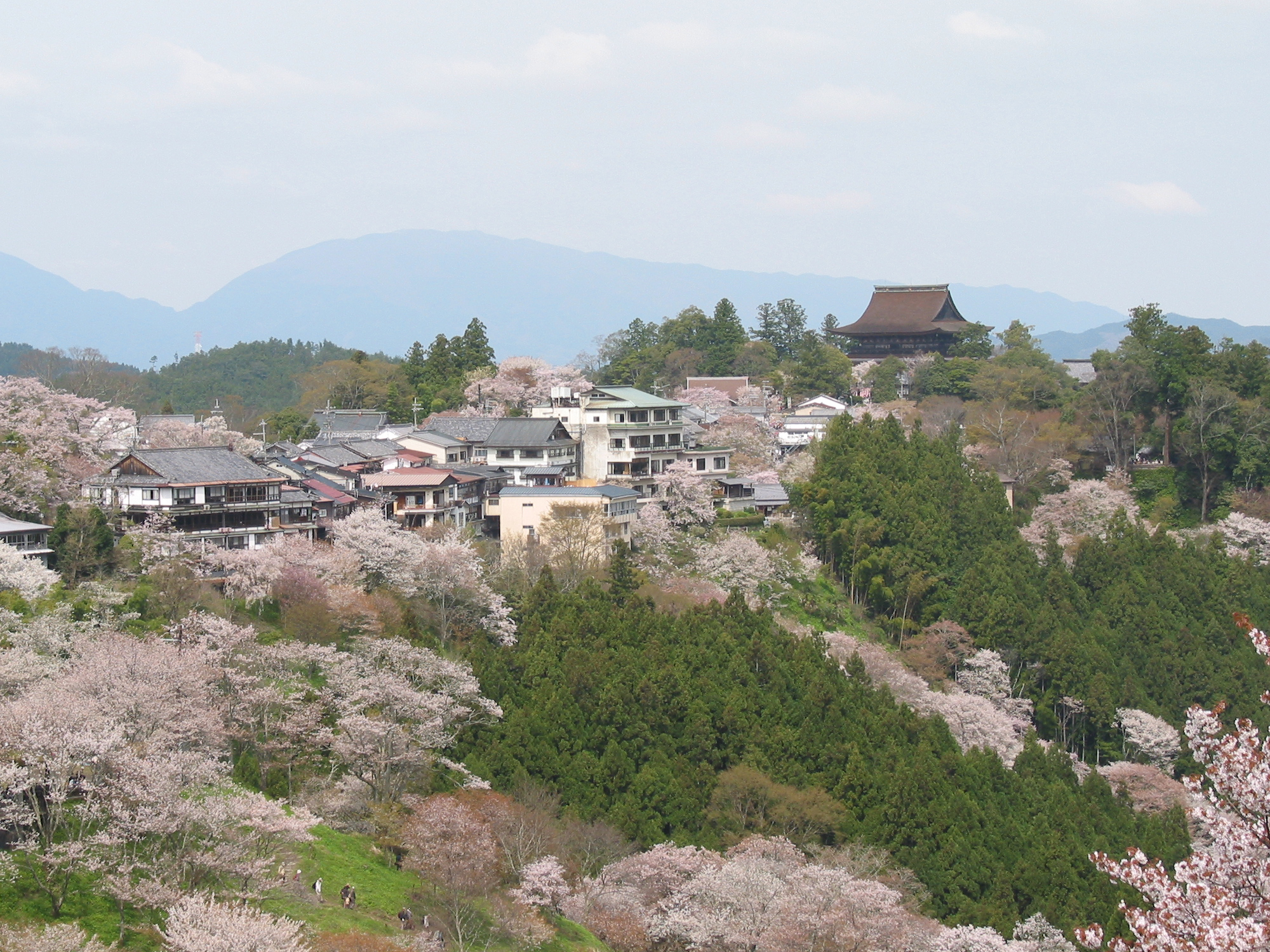cherry blossoms
