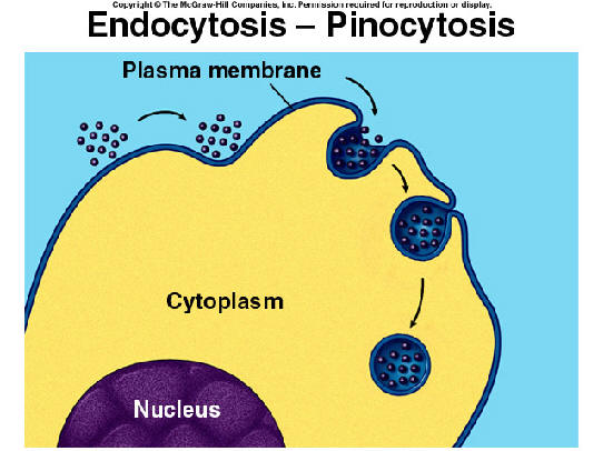 endocytosis