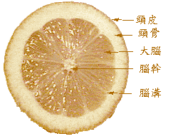 lemon ex.gif (12629 bytes)