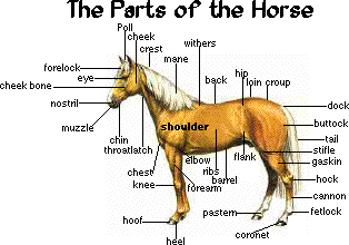 horseparts