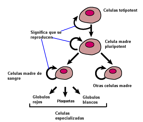 Celula Mesenquimal