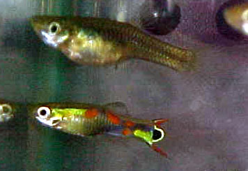 black peacock male with female endler