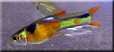 endlers endler livebearer