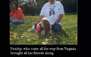 Dog for adoption - Julie & Jersey, a Basset Hound in Louisville, KY
