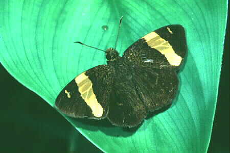The Dark Yellow-banded Flat