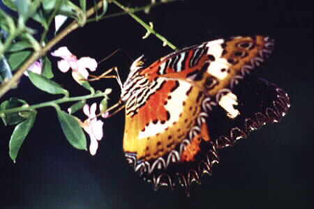 The Malay Lacewing