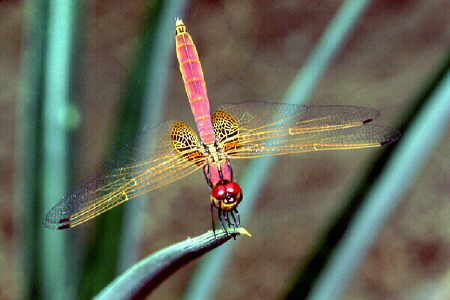 Dragonfly (posture)