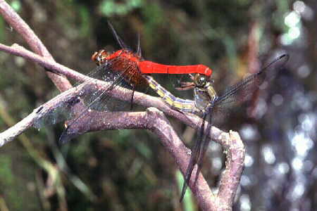 Dragonfly 12
