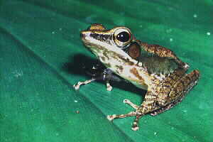 The Copper-cheeked Frog