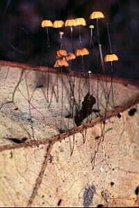 Parasol Fungus