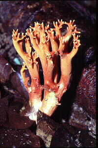 Coral Fungus