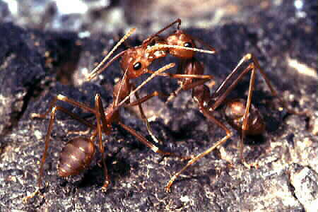 Weaver Ants (Oecophylla smaragdina). Copyright © Chin Fah Shin.