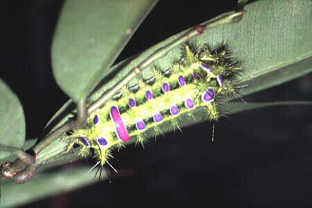 Limacodid moth larva