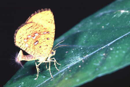 Callidula sumatrensis