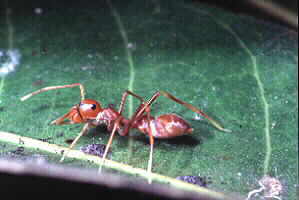 Female Ant-mimicking Spider