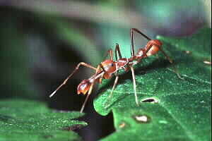 Male Ant-mimicking Spider