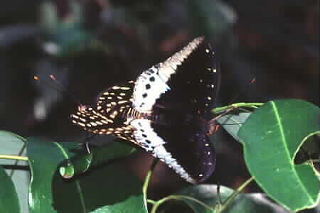 Archduke butterflies mating