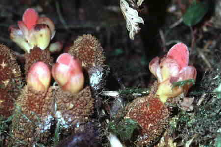 Balanophora species